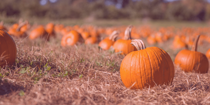 Photo of Pumpkin Patch